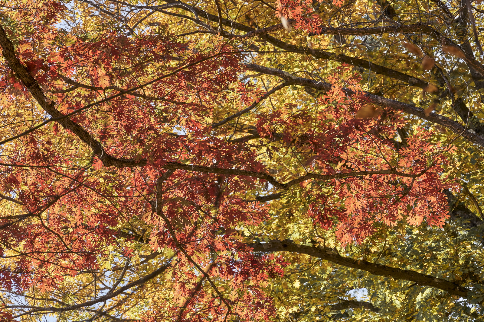 Indian Summer, Letchworth State Park, NY, USA